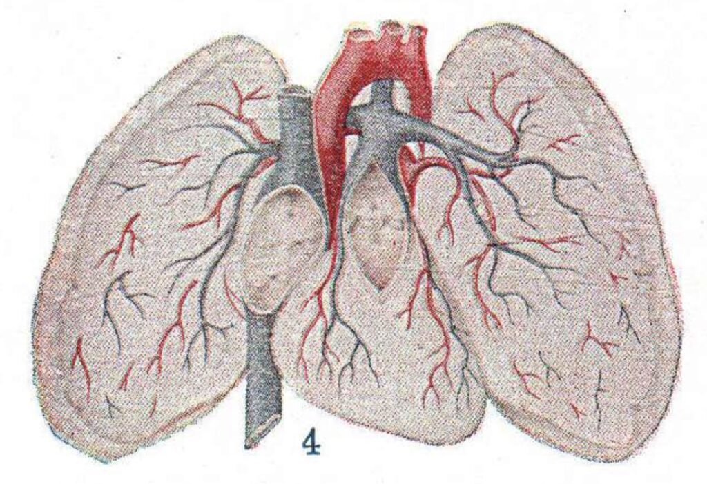 Respiratory Infections